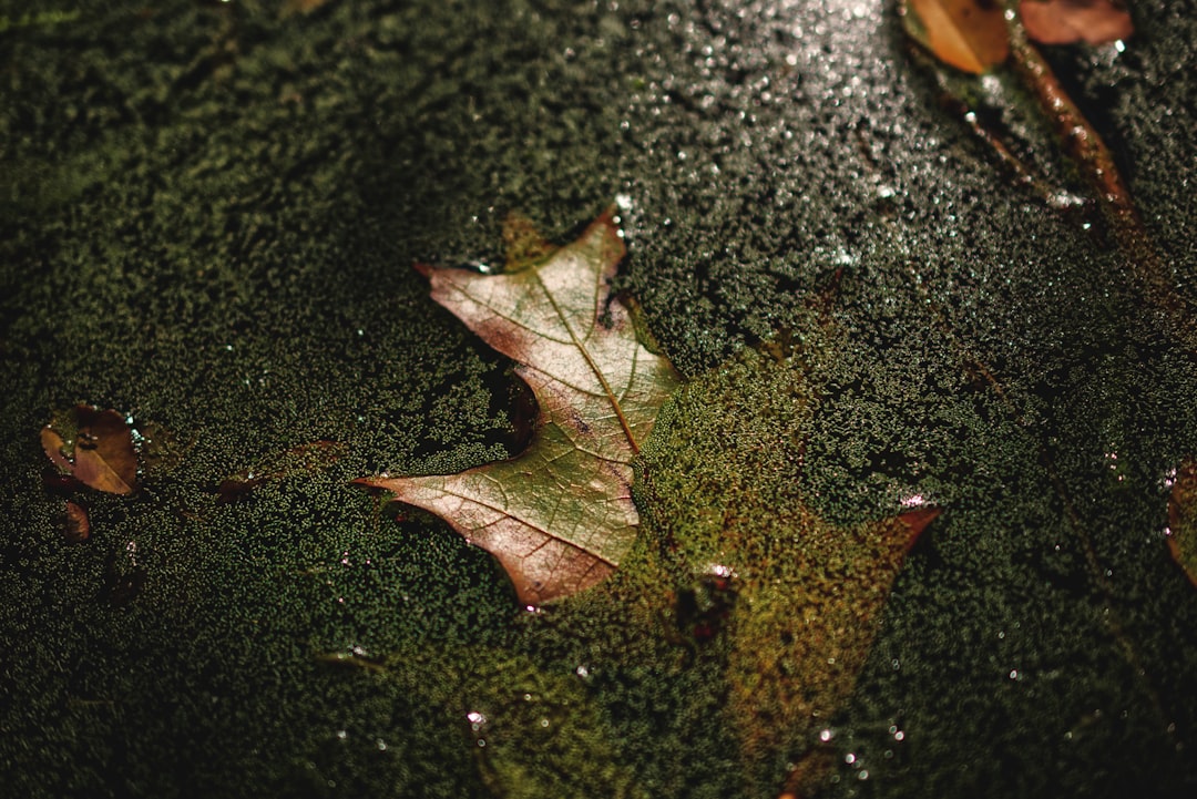 dry leaf on body of water