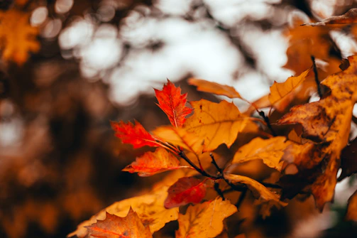 Close-up shot of colorful autumn leaves in soft focus.