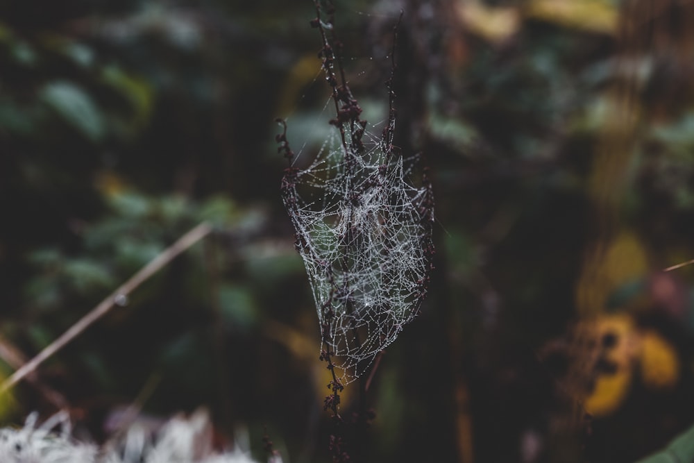 spider webs