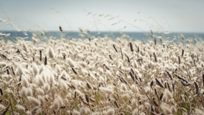 A field of flowers swaying in the breeze near the shore.