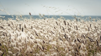 A soft ocean breeze rustling through green sea grass.
