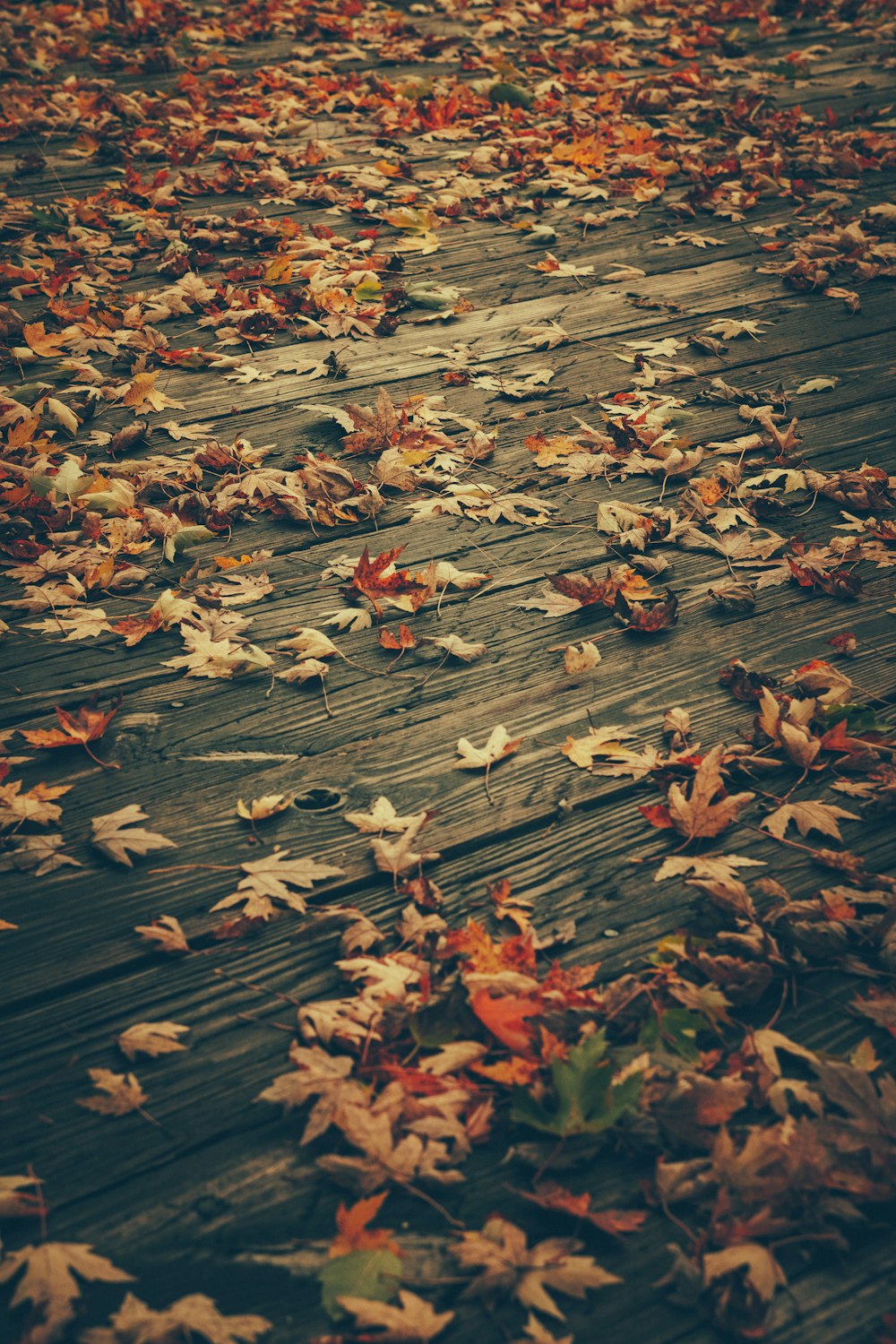 folhas de bordo no chão marrom