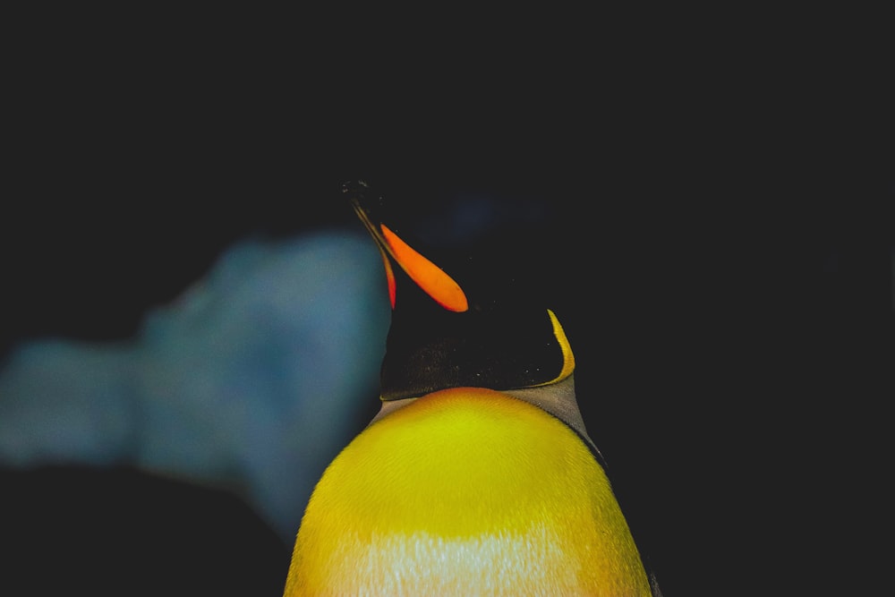 yellow and black penguin