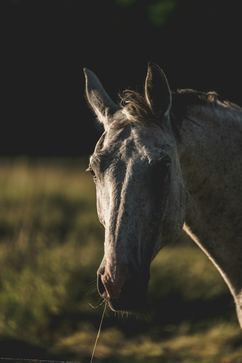 selective focus photography of gray horse at daytime