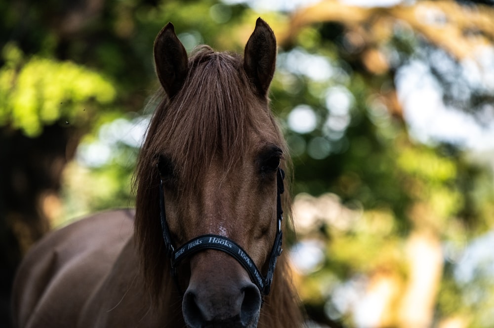 shallow focus photography of brown horse