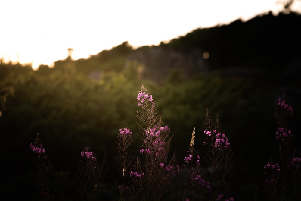 pink flowers with green leaves