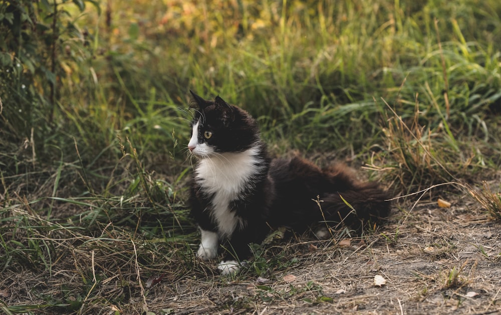 black and white cat on grass field