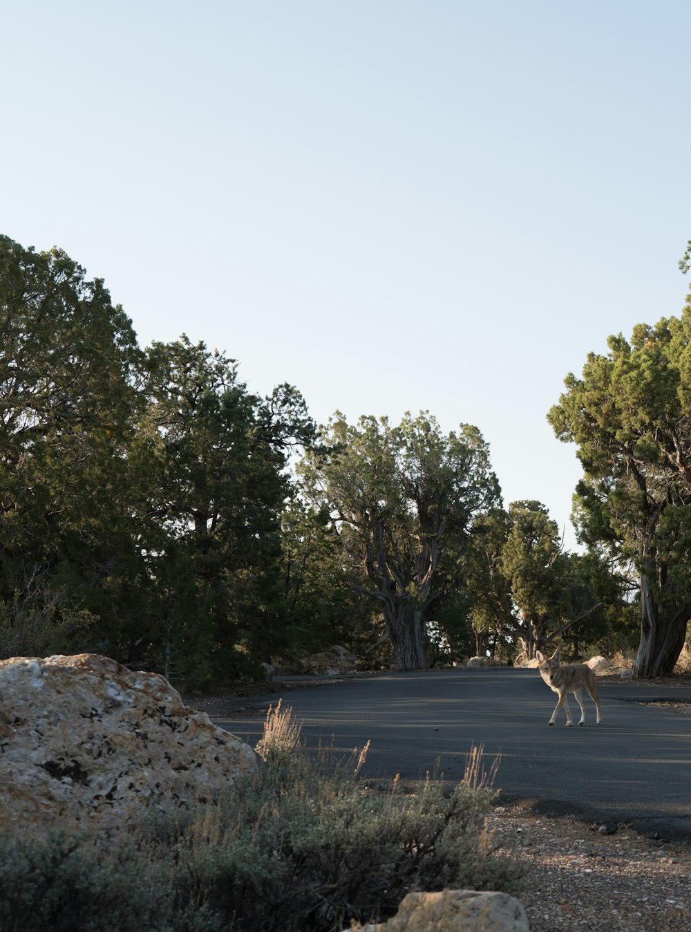 short-coated brown and white dog near trees