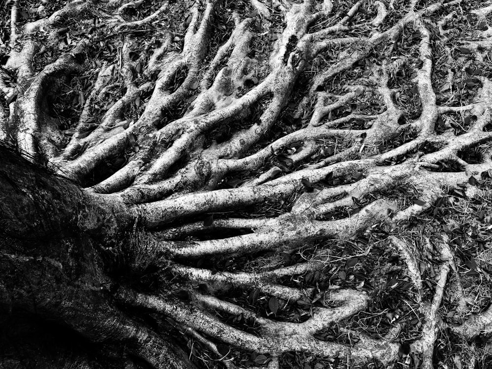 foto em tons de cinza das raízes das árvores