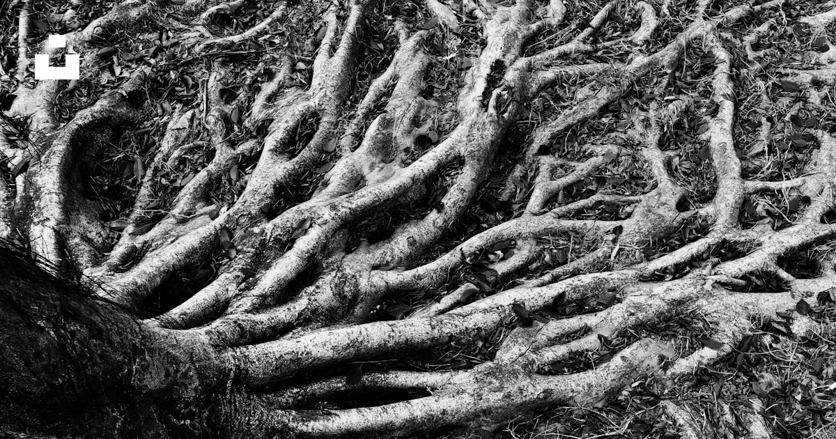 Grayscale photo of tree roots photo – Free Grey Image on Unsplash