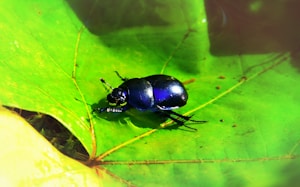 Jewel Beetle