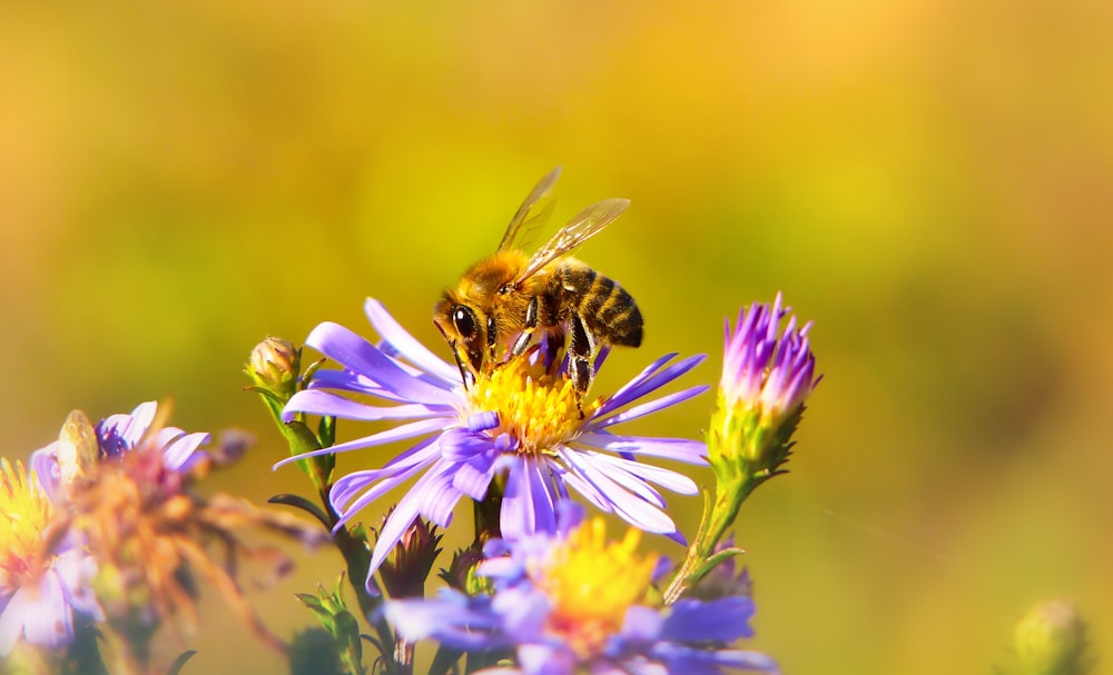 yellow and black honeybee perching on purple chrysanthemum flower