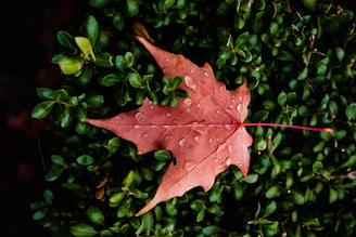 A red maple leaf rests on a bed of lush green foliage, its surface adorned with droplets of water.