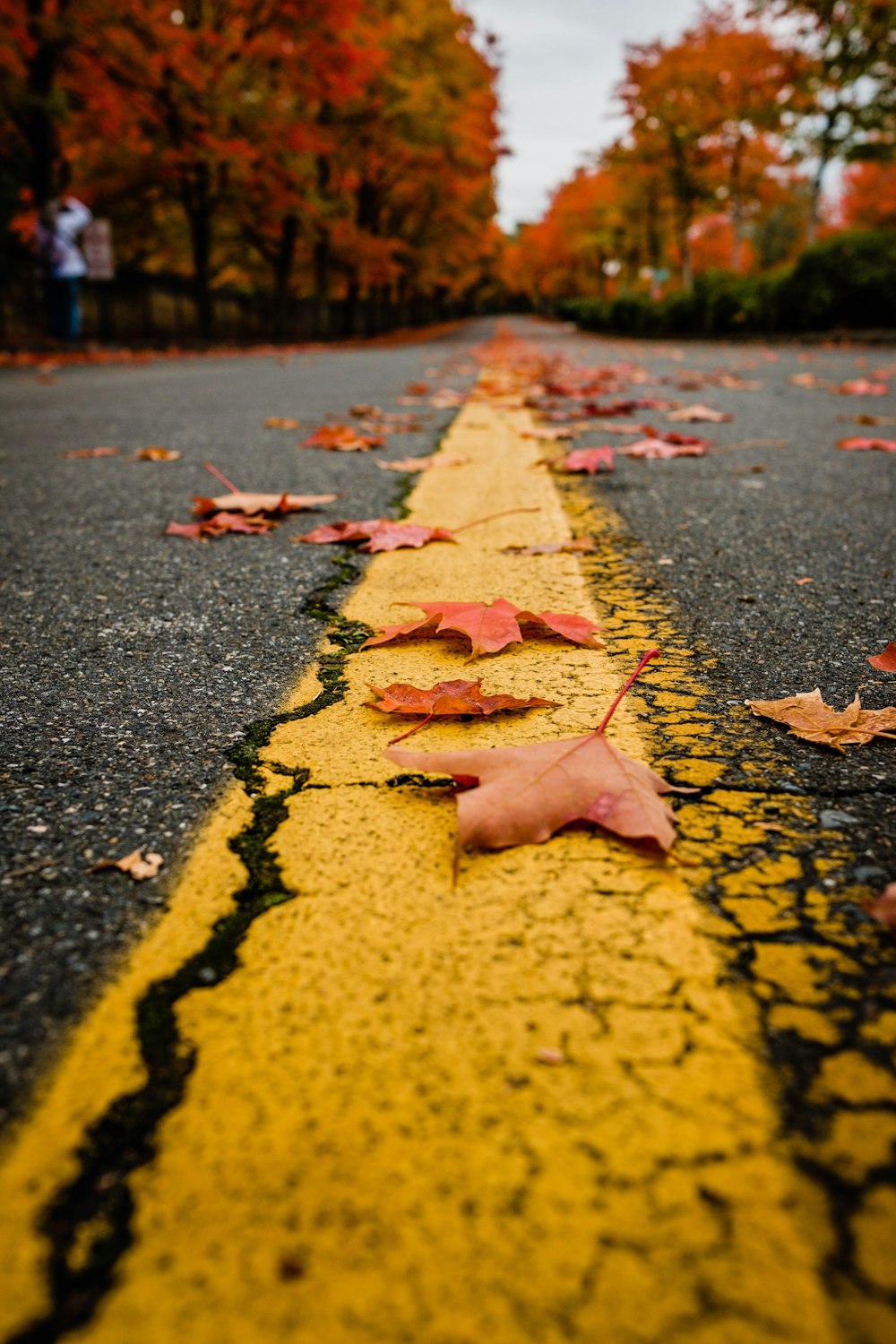 feuilles d’érable sur la route en béton jaune et noir pendant la journée
