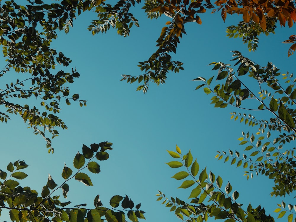 low angle photography of trees