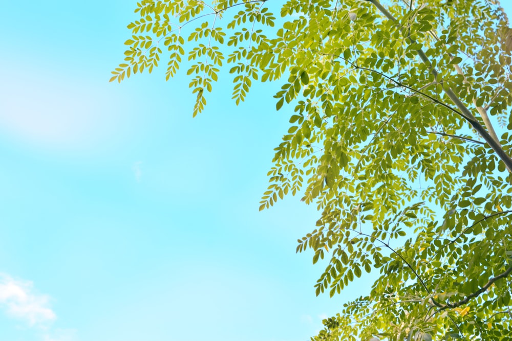 green leaf plant under blue and white skies