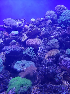 A vibrant underwater scene filled with a diverse array of corals. Various shapes and textures of corals in shades of blue, purple, green, and pink create a colorful and lively marine environment. The image captures the dynamic growth and structured beauty of the coral reef under water.