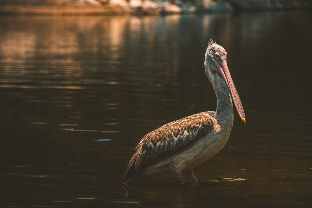 pelican bird on body of water