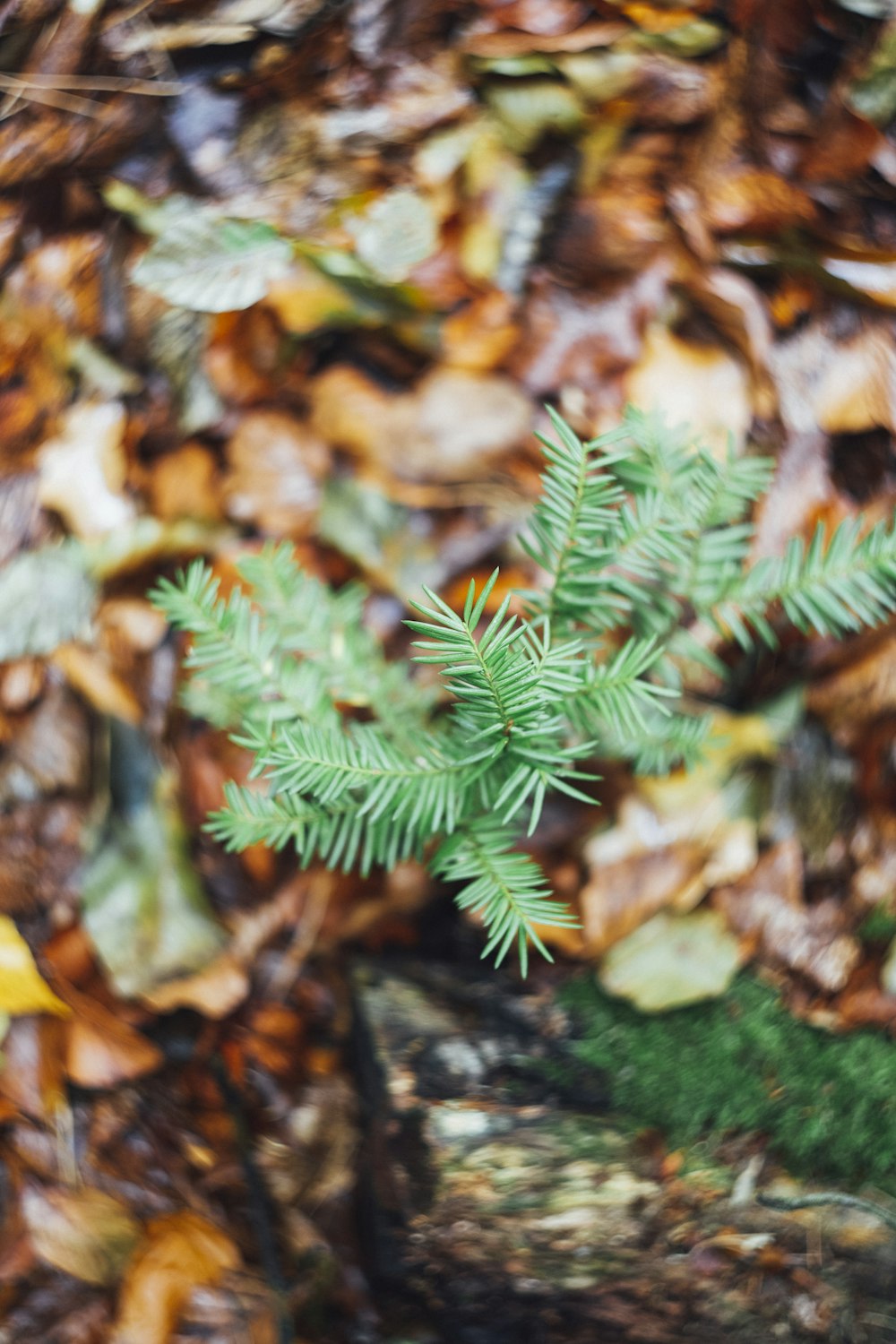 green leafed plants