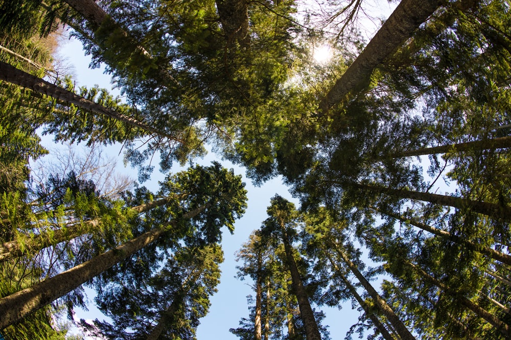 low-angle photography of tall trees