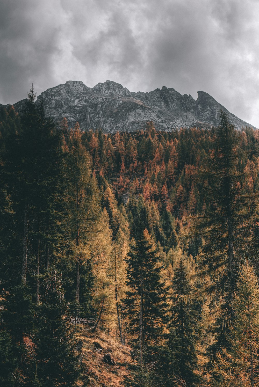 albero a foglia verde