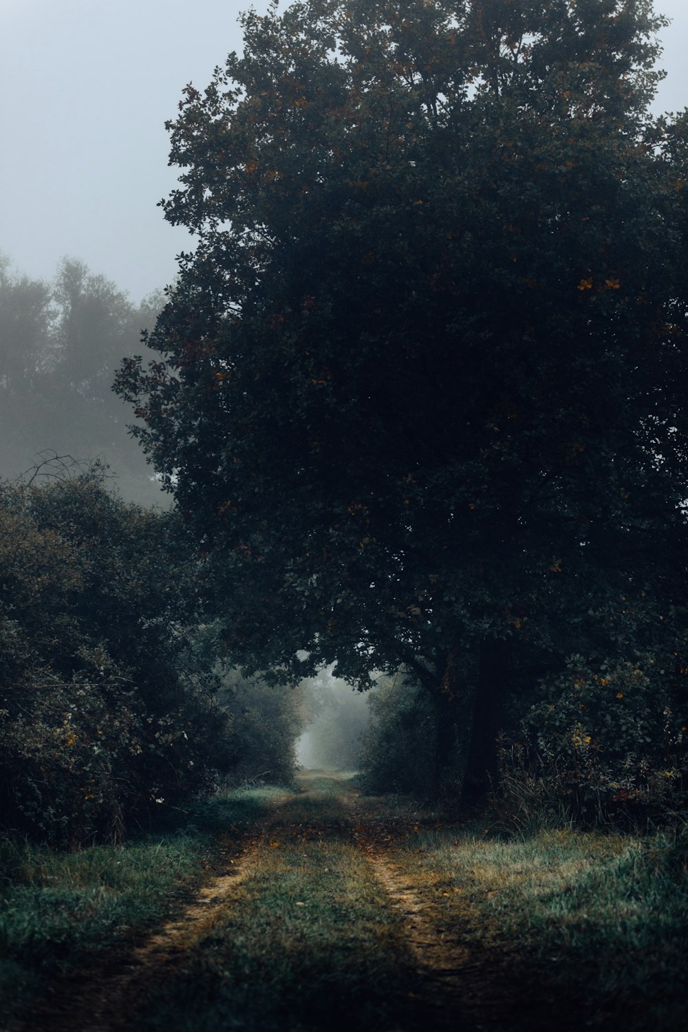 green-leafed tree