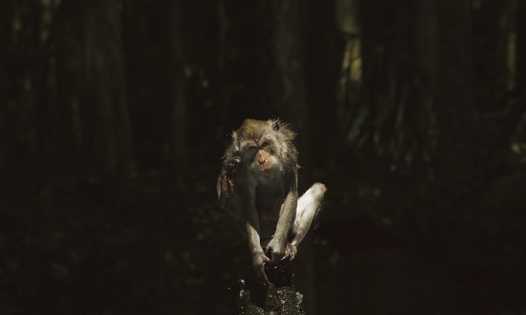 Forest photo spot Ubud Mount Batur