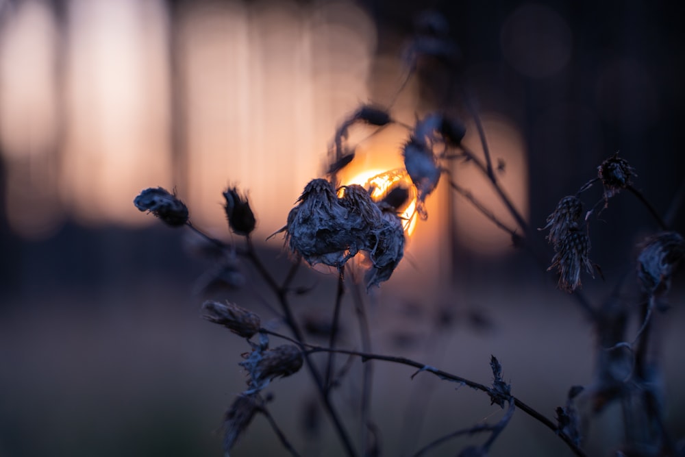 green plant during golden hour