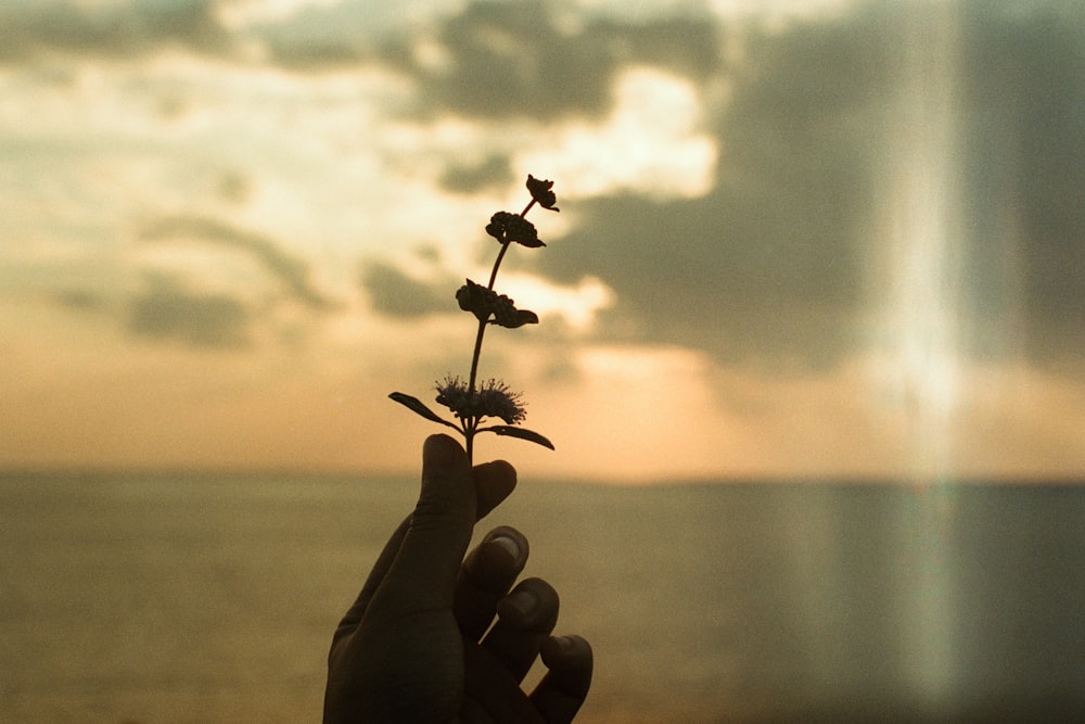 person holding flower