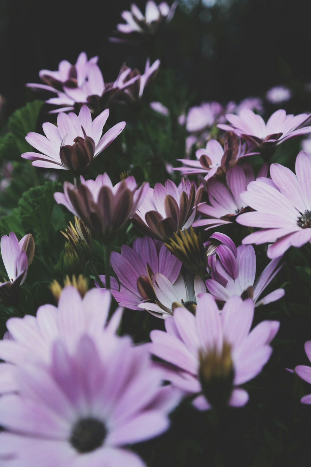 blooming purple daisy flowers