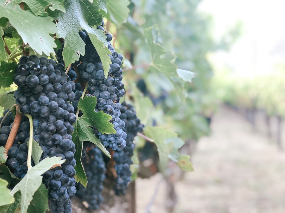 purple grapes during daytime