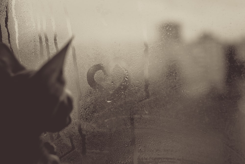 a black and white photo of a cat looking out a window