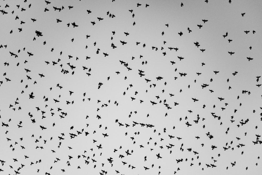 flock of birds flying