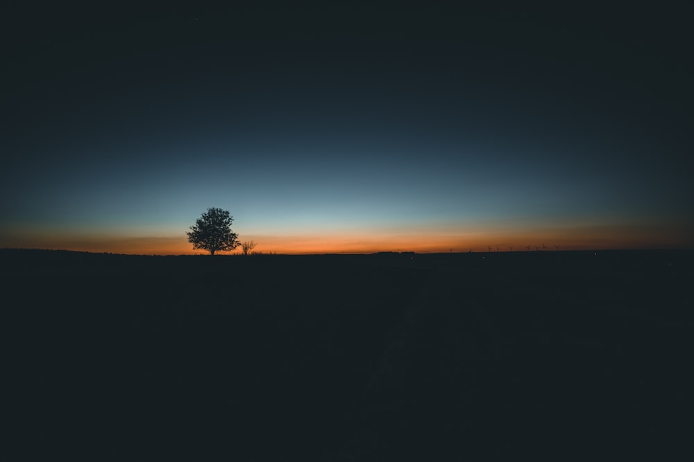 silhouette of trees