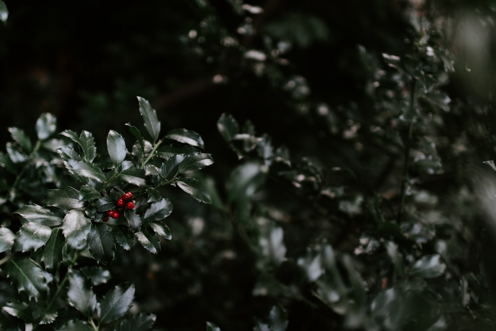 a close up of a bush with berries on it