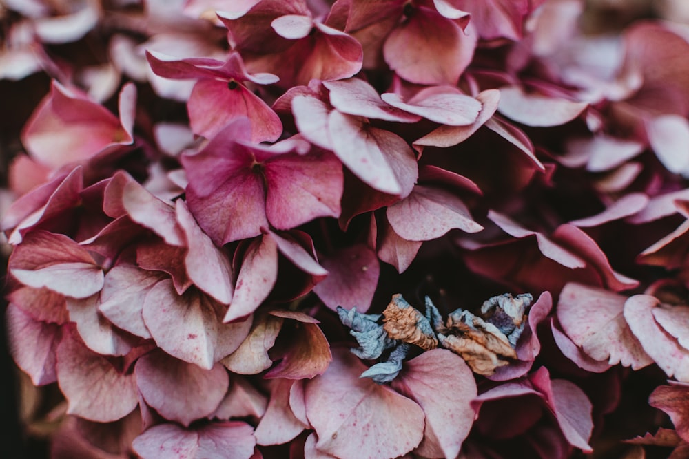 flores de pétalos rosados