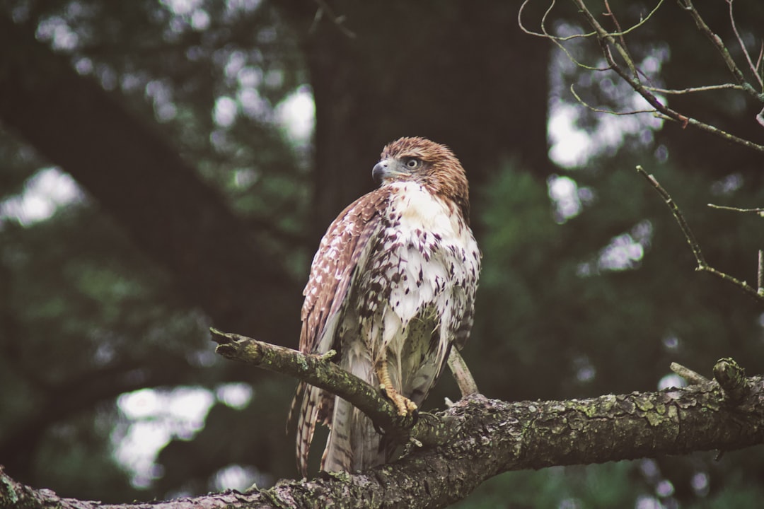 perched eagle