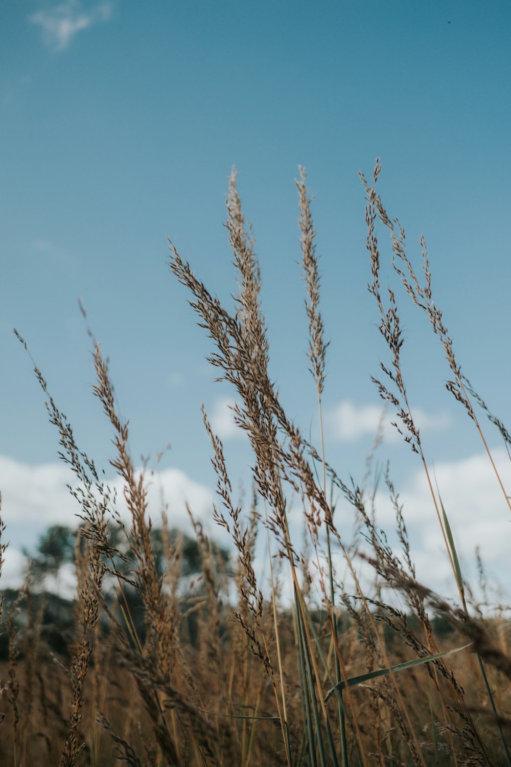 brown grass field during daytie