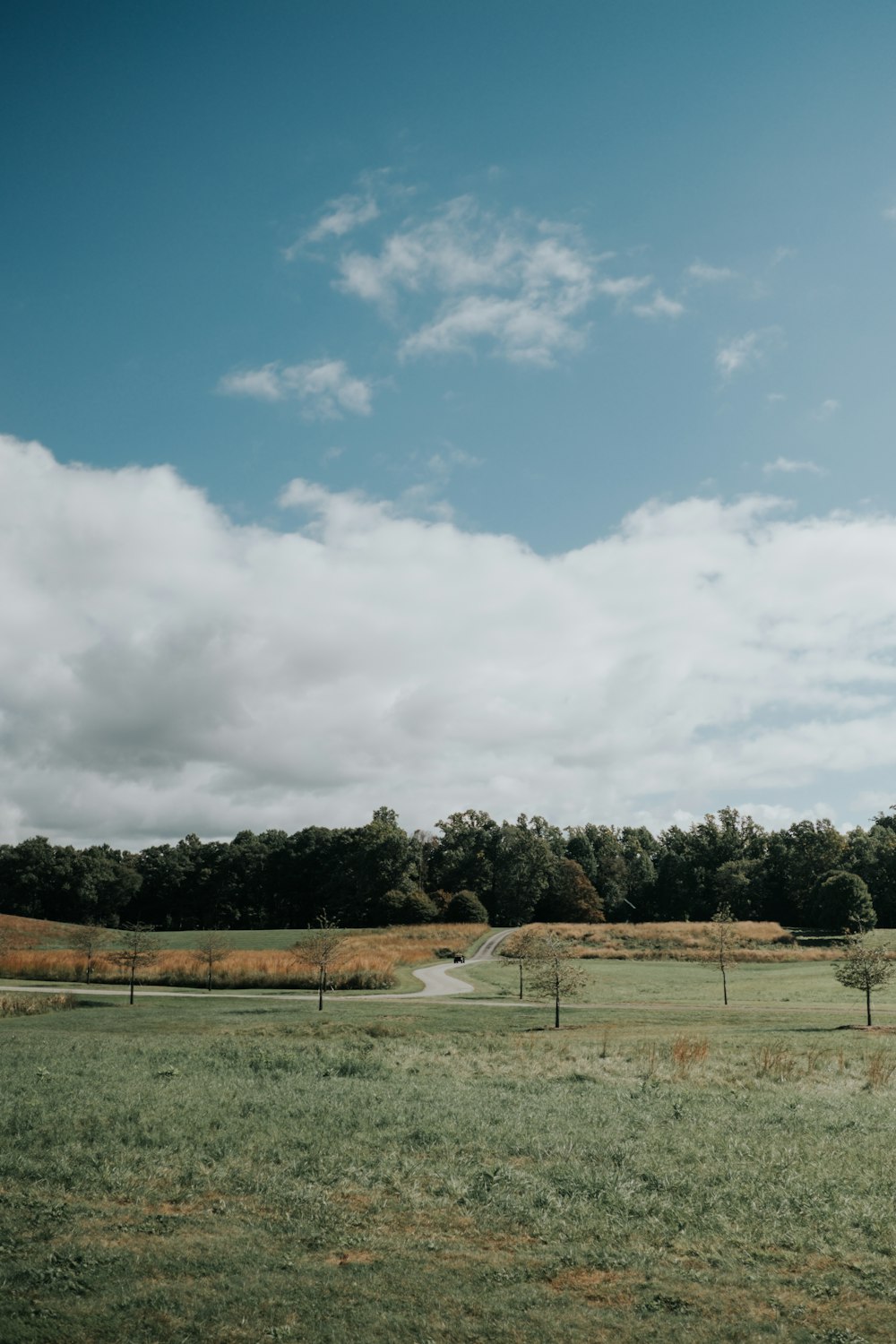 green trees under cloudy sky