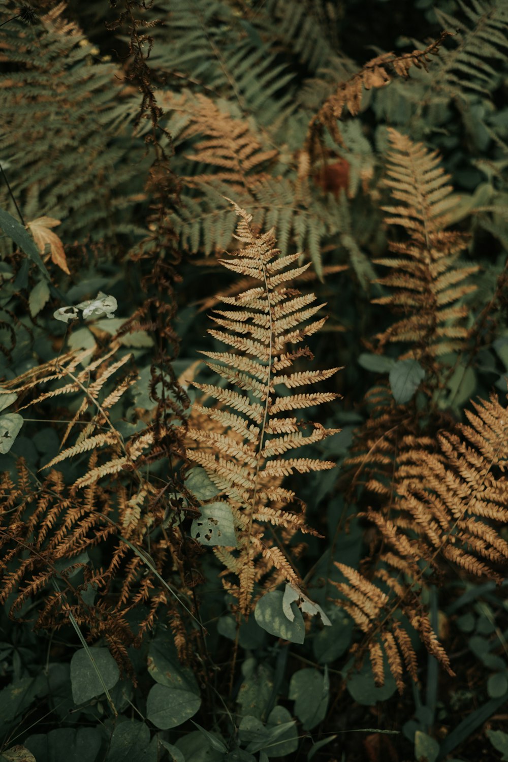 green fern plant