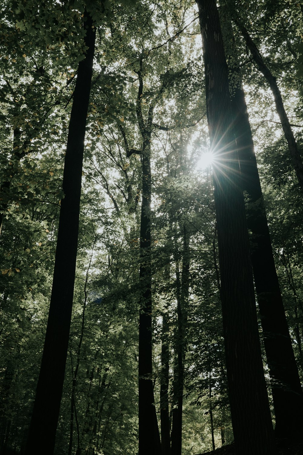 lumière à travers les arbres de la forêt