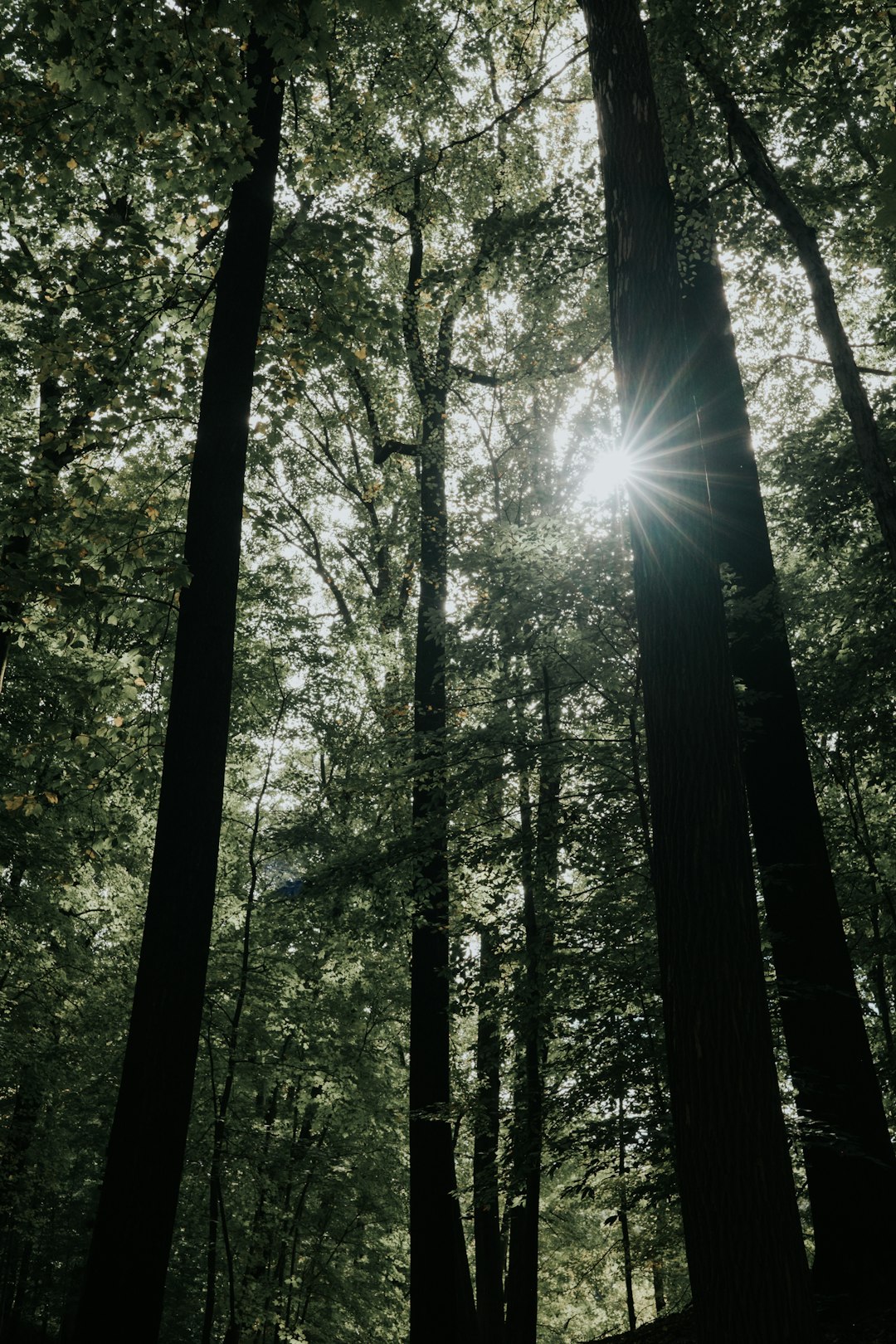 light through forest trees