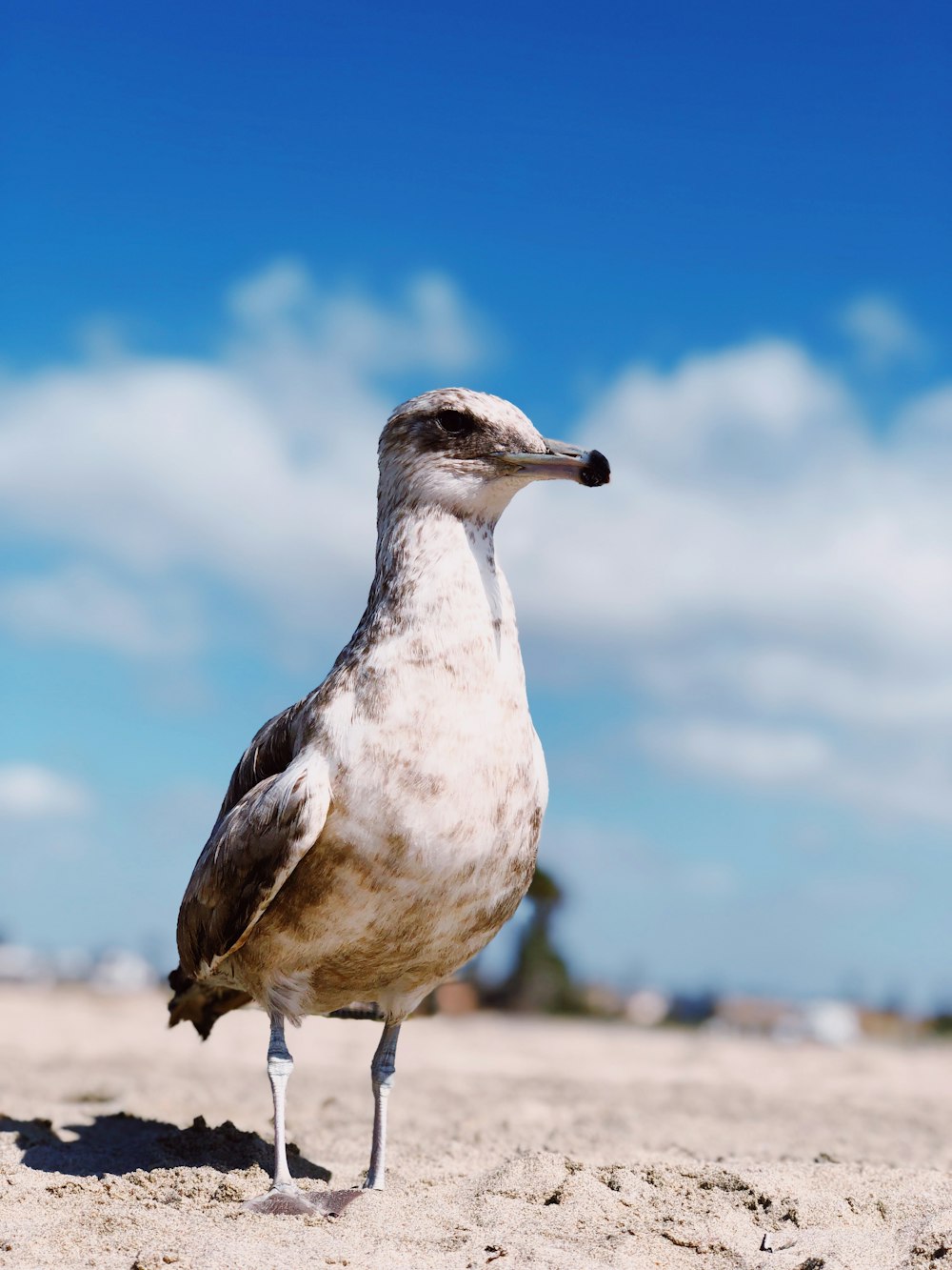 white and brown bird standing on beach sand