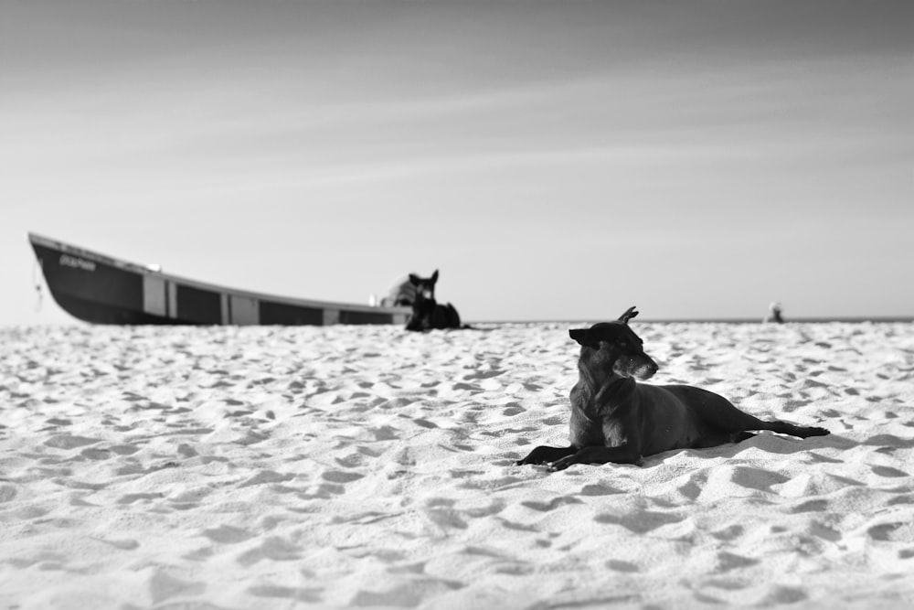 grayscale photography of dog lying on sand