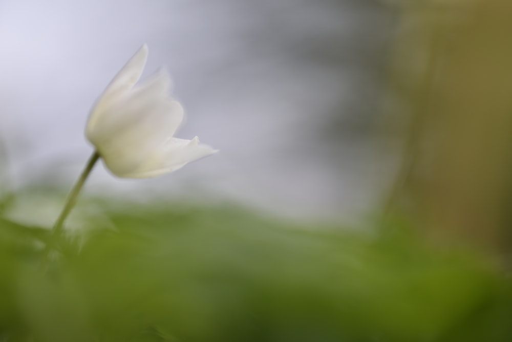 white flowering plant
