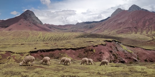 five goats eating on grass field in Quispicanchi Province Peru