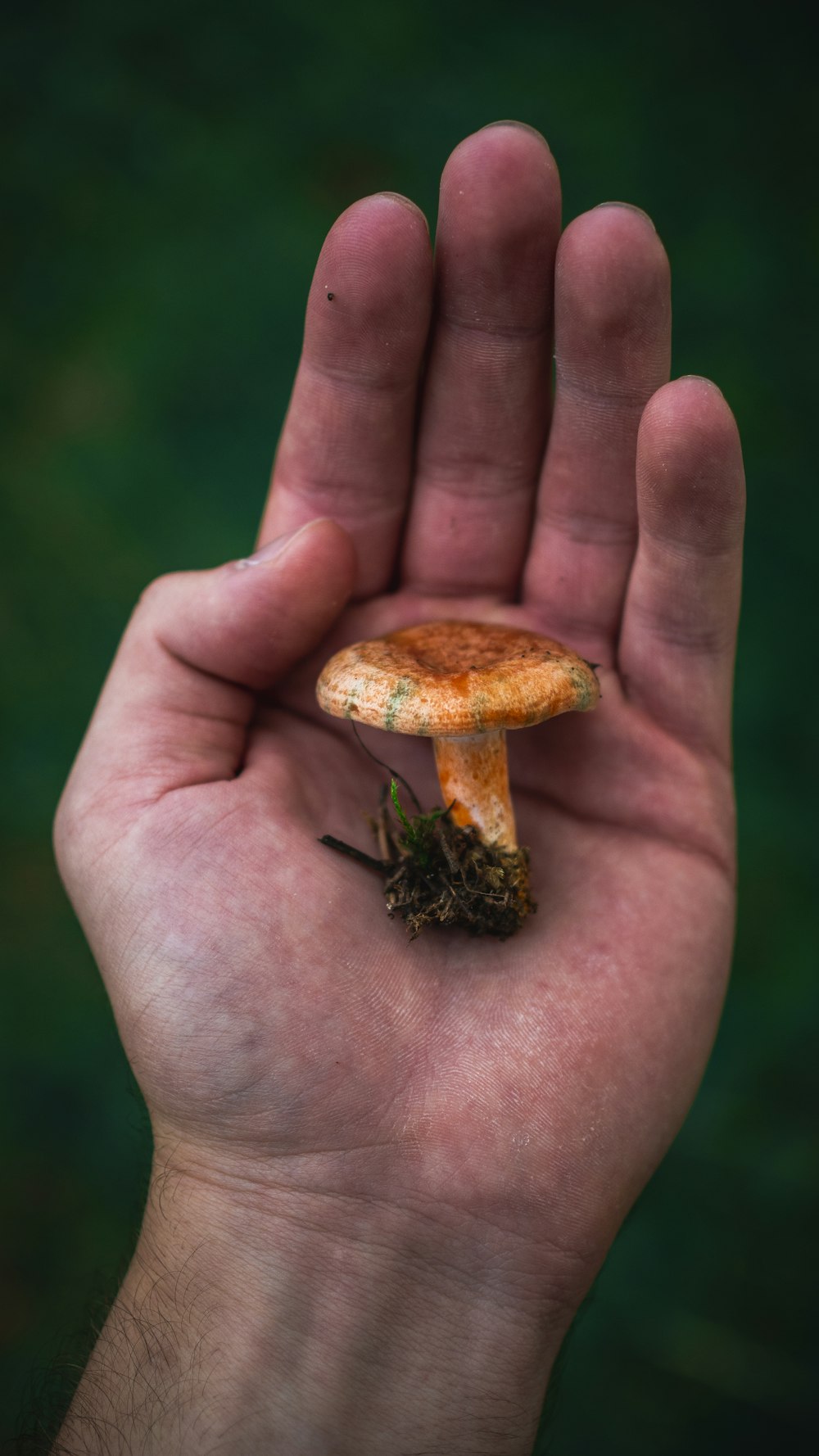 person holding brown mushroom