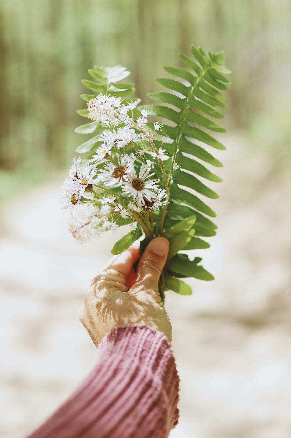 persona sosteniendo flores de pétalos blancos