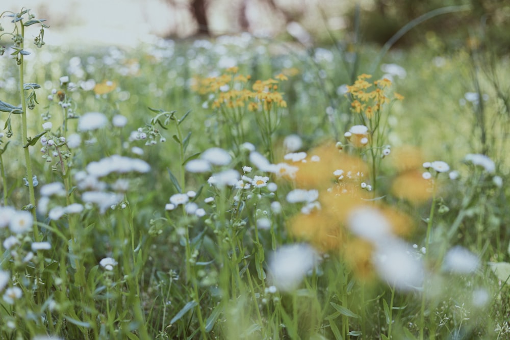 green grass field