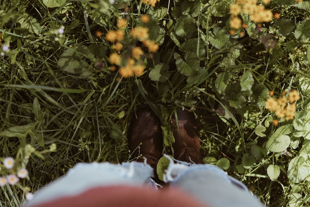 person stepped on green grass in front of yellow petaled flowers